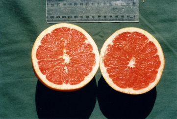 Grapefruit