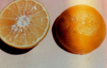 Grapefruit
