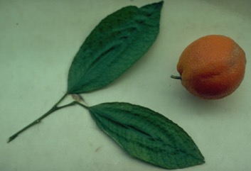 Mandarin