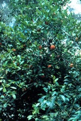 Mandarin