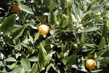 Mandarin
