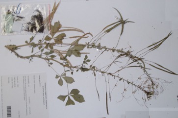 Spider flower, Cat"s-whiskers
