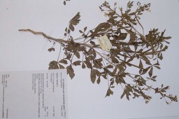 Sticky Cleome, Asian spiderflower