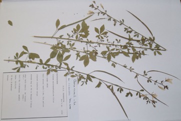 Sticky Cleome, Asian spiderflower