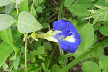 Butterfly Bean, Darwin pea, Streaky Bean