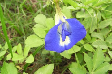 Butterfly Bean, Darwin pea, Streaky Bean