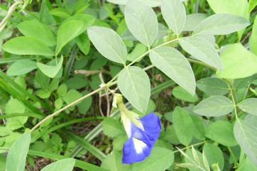 Butterfly Bean, Darwin pea, Streaky Bean