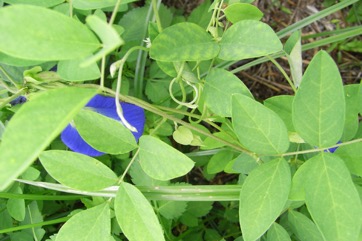 Butterfly Bean, Darwin pea, Streaky Bean