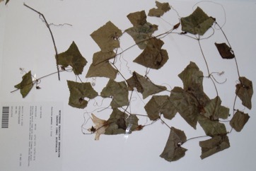 Ivy gourd