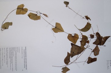 Ivy gourd