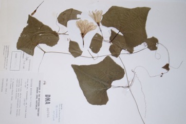 Ivy gourd