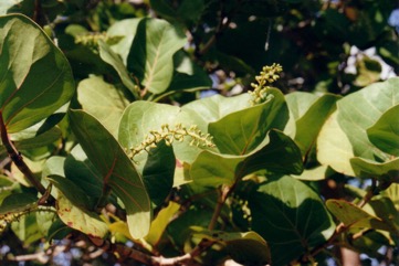 Sea grape