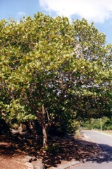 Sea grape