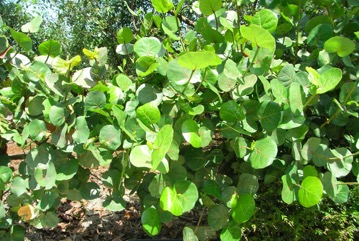 Sea grape