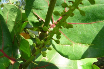 Sea grape