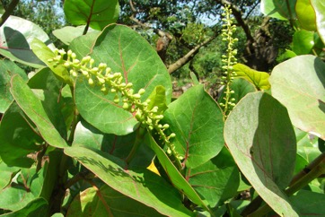 Sea grape