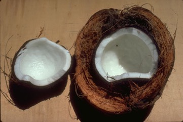 Coconut
