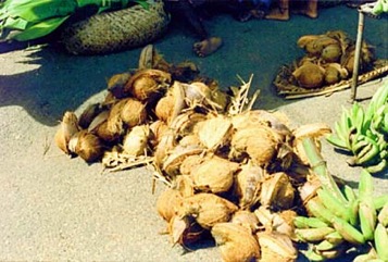 Coconut
