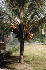 Coconut