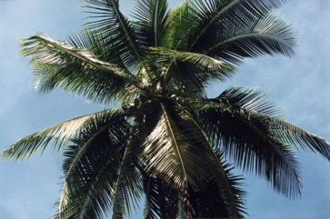 Coconut
