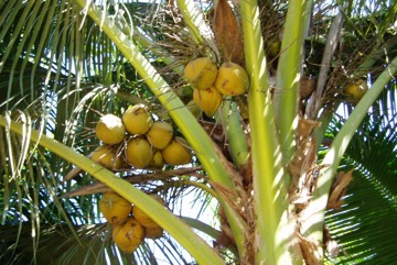 Coconut