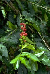 Arabian coffee