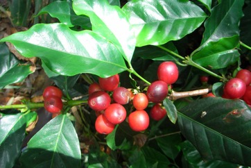 Arabian coffee
