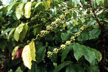 Arabian coffee