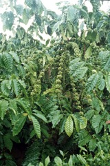 Arabian coffee
