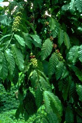 Coffee (Robusta)
