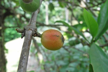 Coffee (Liberian)