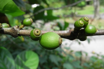 Coffee (Liberian)