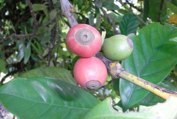 Coffee (Liberian)