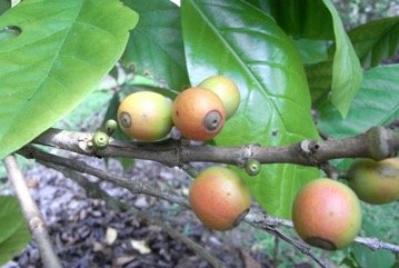 Coffee (Liberian)