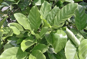 Coffee (Liberian)