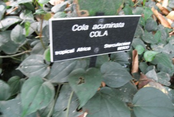 Cola nut
