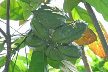 Ghanja Kola, Bitter Cola