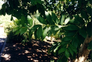 Bush-willow, River bushwillow