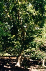 Bush-willow, River bushwillow