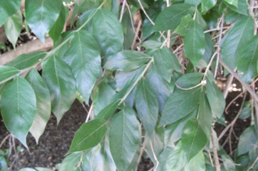 Bush-willow, River bushwillow