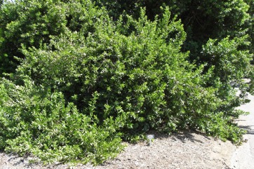 Bush-willow, River bushwillow