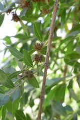 Bush-willow, River bushwillow