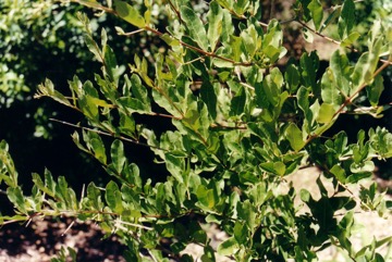 Leadwood, Ivory tree