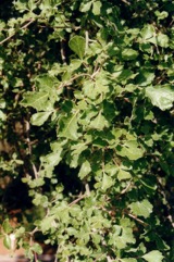 African myrrh