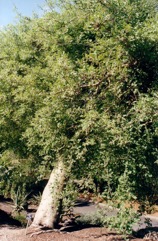 African myrrh