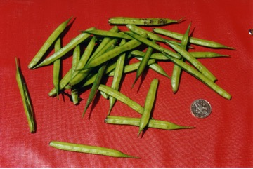 Jute, Bush Okra