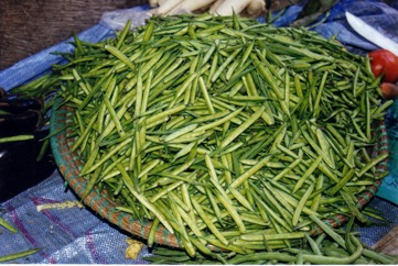 Jute, Bush Okra