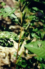 Jute, Bush Okra