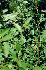 Jute, Bush Okra