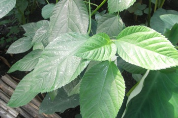 Jute, Bush Okra